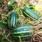70 PCS Seeds Sweet Melon Orange Inside Green Skin Organic Fruit