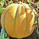 250 PCS Seeds Sweet Melon Red Inside Orange Skin Super Sweet Fruit 250 PCS Seeds Sweet Melon Red Inside Orange Skin Super Sweet Fruit