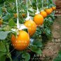 250 PCS Seeds Sweet Melon Red Inside Orange Skin Super Sweet Fruit