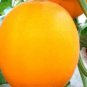 250 PCS Seeds Sweet Melon Red Inside Orange Skin Super Sweet Fruit