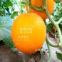 250 PCS Seeds Sweet Melon Red Inside Orange Skin Super Sweet Fruit