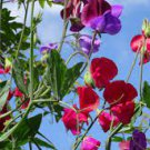 10 PCS Seeds Sweet Pea Mixed Flower 10 PCS Seeds Sweet Pea Mixed Flower