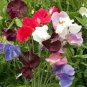 10 PCS Seeds Sweet Pea Mixed Flower