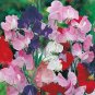10 PCS Seeds Sweet Pea Mixed Flower