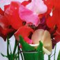 10 PCS Seeds Sweet Pea Mixed Flower