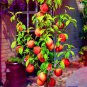 10 PCS Seeds Sweet Peach Flores
