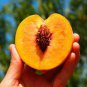 10 PCS Seeds Sweet Peach Flores