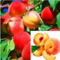 10 PCS Seeds Sweet Peach Flores