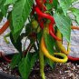 50 PCS Seeds Sweet Pepper Corbaci Turkish Heirloom