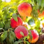 10 PCS Seeds Sweet Pink Red Peach Tree