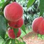 10 PCS Seeds Sweet Pink Red Peach Tree