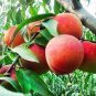 10 PCS Seeds Sweet Pink Red Peach Tree