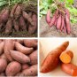 20 PCS Seeds Sweet Potato Fresh Food Vegetable Farm Garden Plants Red Purple Potato