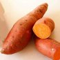 20 PCS Seeds Sweet Potato Fresh Food Vegetable Farm Garden Plants Red Purple Potato