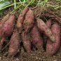 20 PCS Seeds Sweet Potato Fresh Food Vegetable Farm Garden Plants Red Purple Potato