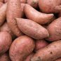 20 PCS Seeds Sweet Potato Fresh Food Vegetable Farm Garden Plants Red Purple Potato