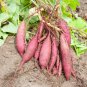 20 PCS Seeds Sweet Potato Fresh Food Vegetable Farm Garden Plants Red Purple Potato