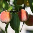 5 PCS Seeds Sweet Prunus Persica Dwarf Peach Tree Fruit