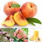 5 PCS Seeds Sweet Prunus Persica Dwarf Peach Tree Fruit