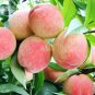 5 PCS Seeds Sweet Prunus Persica Dwarf Peach Tree Fruit