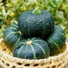 10 PCS Seeds Sweet Pumpkin