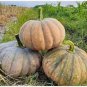 10 PCS Seeds Sweet Pumpkin