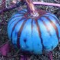 10 PCS Seeds Sweet Pumpkin