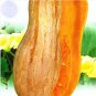 25 PCS Seeds Sweet Pumpkin