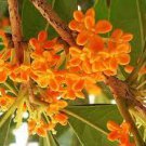 10 PCS Seeds Sweet scented Osmanthus Flower Seeds Yellow Color