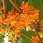 10 PCS Seeds Sweet scented Osmanthus Flower Seeds Yellow Color