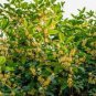 10 PCS Seeds Sweet scented Osmanthus Flower Seeds Yellow Color