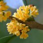 10 PCS Seeds Sweet scented Osmanthus Flower Seeds Yellow Color