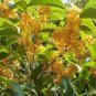 10 PCS Seeds Sweet scented Osmanthus Flower Seeds Yellow Color