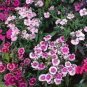100 PCS Seeds Sweet William Mixed Dianthus Barbatus