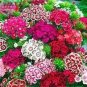 100 PCS Seeds Sweet William Mixed Dianthus Barbatus