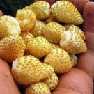 200 PCS Seeds Sweet Yellow Alpine Strawberry Non-gmo Organic Fruit 200 PCS Seeds Sweet Yellow Alpine Strawberry Non-gmo Organic Fruit