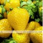 200 PCS Seeds Sweet Yellow Alpine Strawberry Non-gmo Organic Fruit