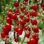 100 PCS Seeds Sweetie Tomato Cherry Fruit
