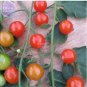 100 PCS Seeds Sweetie Tomato Cherry Fruit