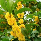 10 PCS Seeds Sweet-scented Osmanthus Flower Seeds Dark Yellow Color
