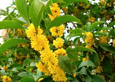 10 PCS Seeds Sweet-scented Osmanthus Flower Seeds Dark Yellow Color
