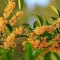 10 PCS Seeds Sweet-scented Osmanthus Flower Seeds Dark Yellow Color