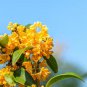 10 PCS Seeds Sweet-scented Osmanthus Flower Seeds Dark Yellow Color
