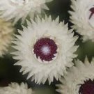100 PCS Seeds Syncarpha Vestita Cape Slow a Cluster of White Flower with Red White Eye 100 PCS Seeds Syncarpha Vestita Cape Slow a Cluster of White Flower with Red White Eye