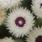 100 PCS Seeds Syncarpha Vestita Cape Slow a Cluster of White Flower with Red White Eye