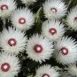 100 PCS Seeds Syncarpha Vestita Cape Slow a Cluster of White Flower with Red White Eye