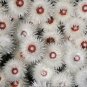 100 PCS Seeds Syncarpha Vestita Cape Slow a Cluster of White Flower with Red White Eye