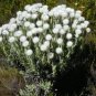 100 PCS Seeds Syncarpha Vestita Cape Slow a Cluster of White Flower with Red White Eye