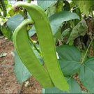 5 PCS Seeds Sword Beans Green Color 5 PCS Seeds Sword Beans Green Color