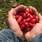 30 PCS Seeds Synsepalum Dulcificum Fruit Seeds Red Fruits 30 PCS Seeds Synsepalum Dulcificum Fruit Seeds Red Fruits